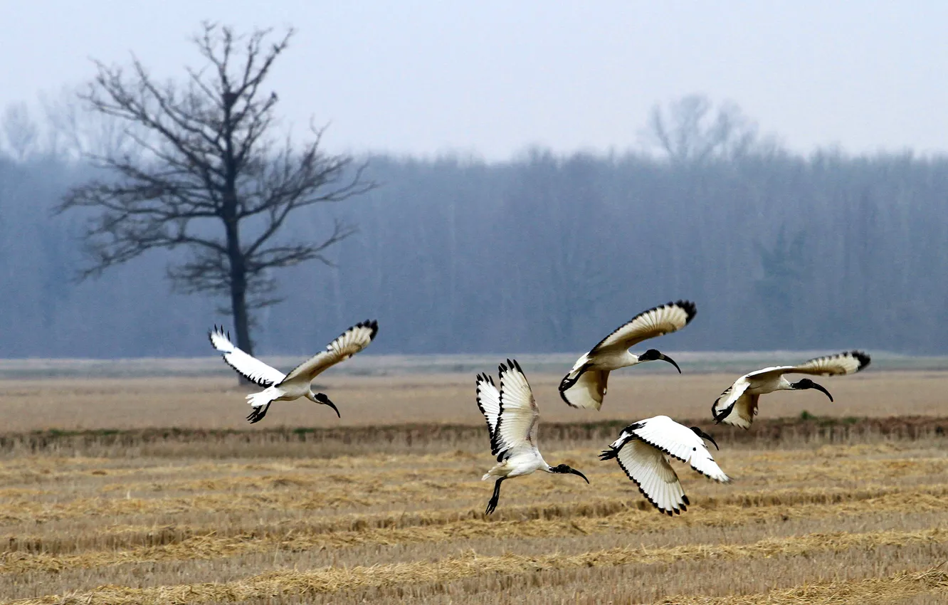 Photo wallpaper field, forest, trees, bird, sacred IBIS