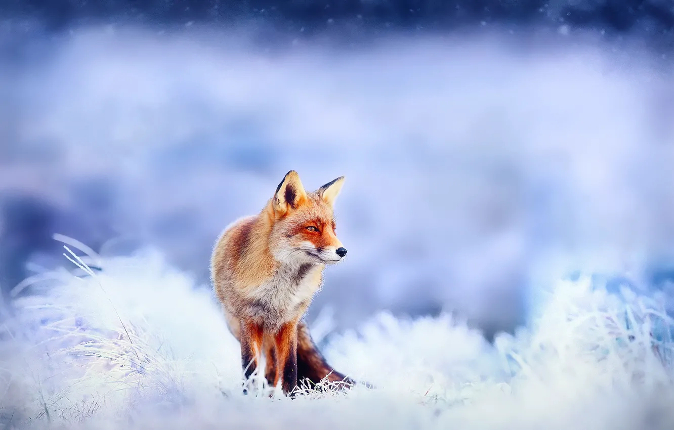 Photo wallpaper winter, frost, snow, Fox, Fox