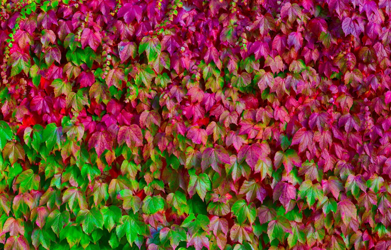 Photo wallpaper leaves, color, macro, green, pink, texture, a lot