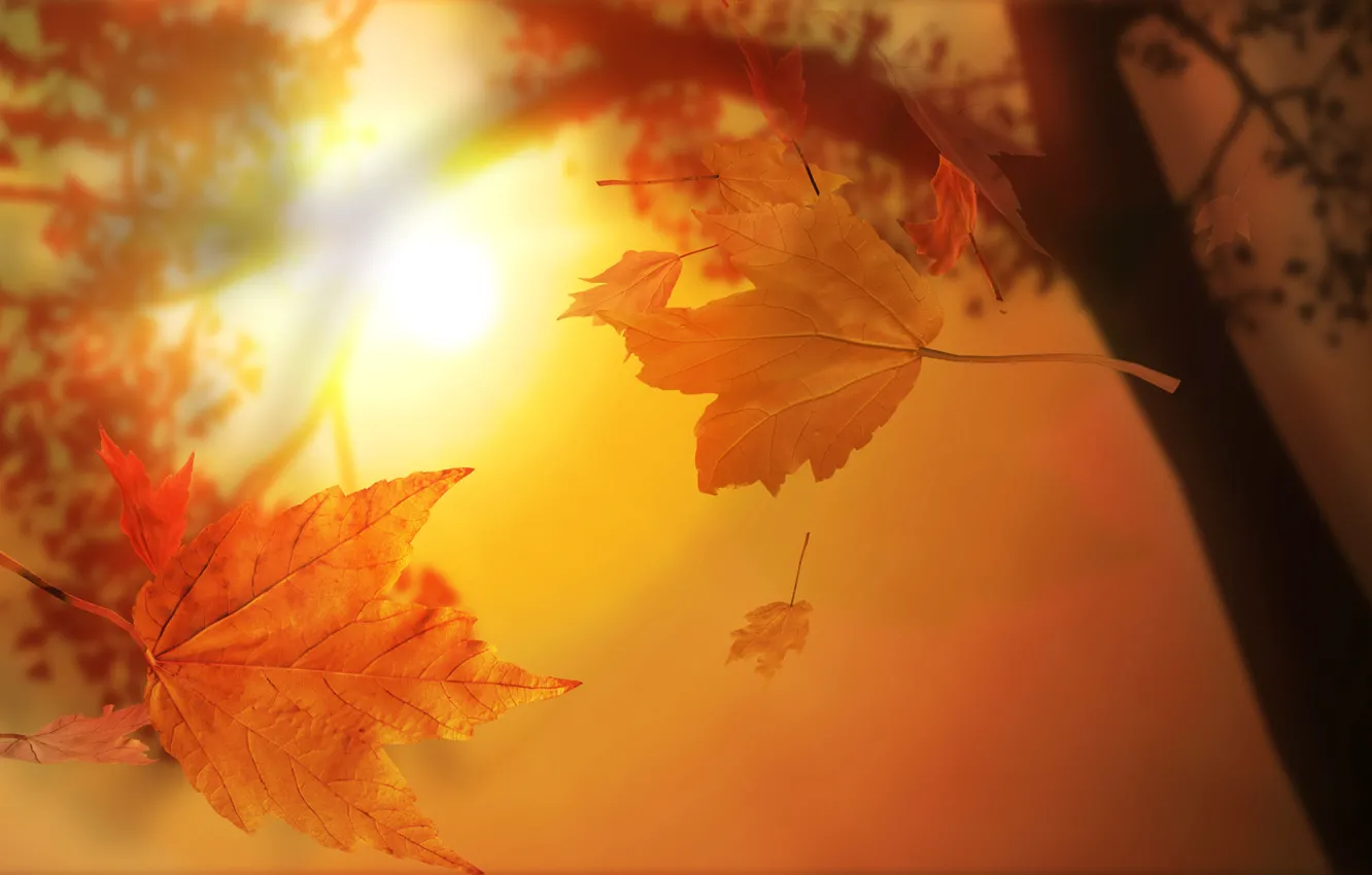 Photo wallpaper autumn, leaves, the sun