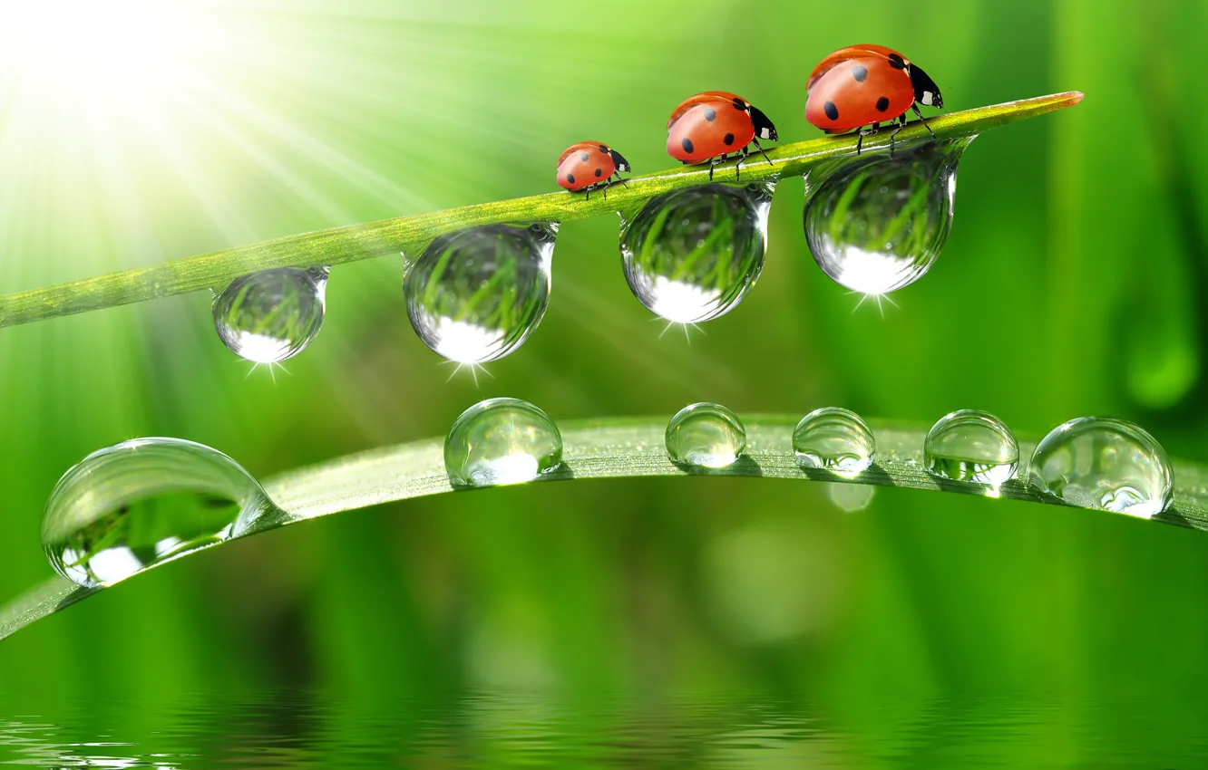Photo wallpaper water, drops, macro, reflection, ladybugs, a blade of grass