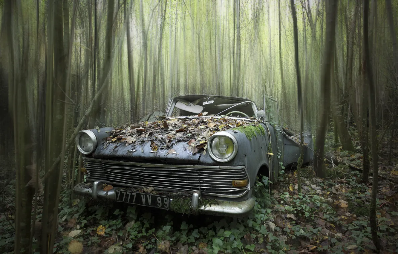 Photo wallpaper machine, forest, scrap