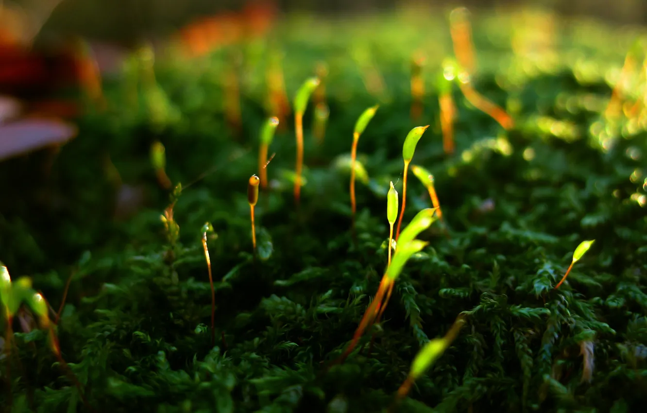 Photo wallpaper life, moss, plant.shoots, revival