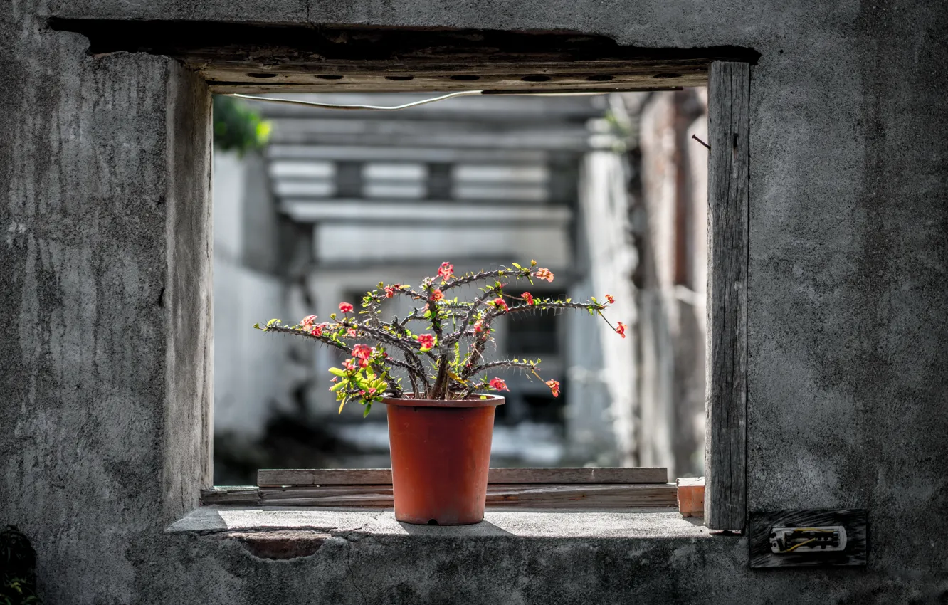 Photo wallpaper cactus, window, pot, naturalism
