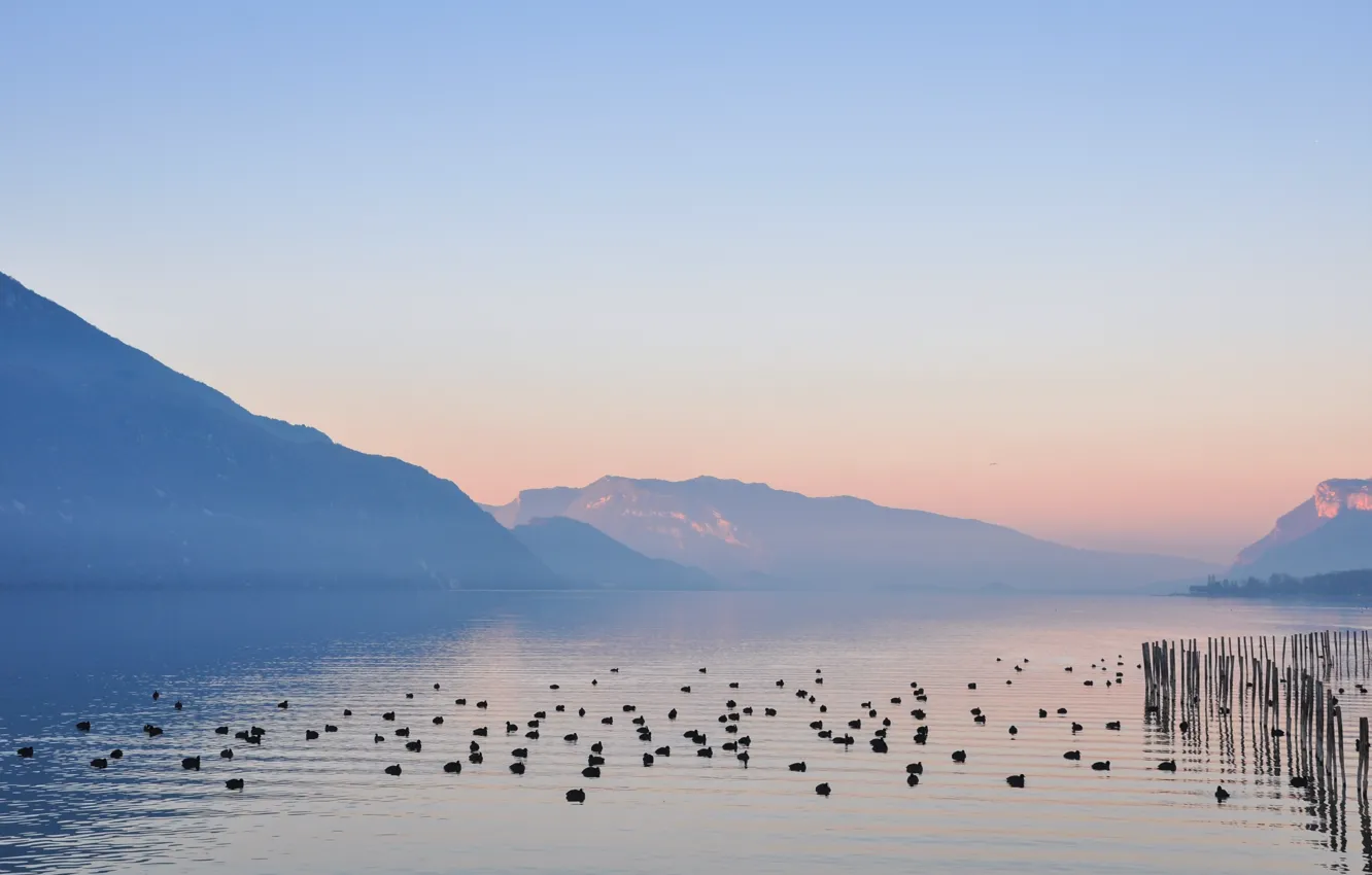 Photo wallpaper birds, lake, dawn, morning