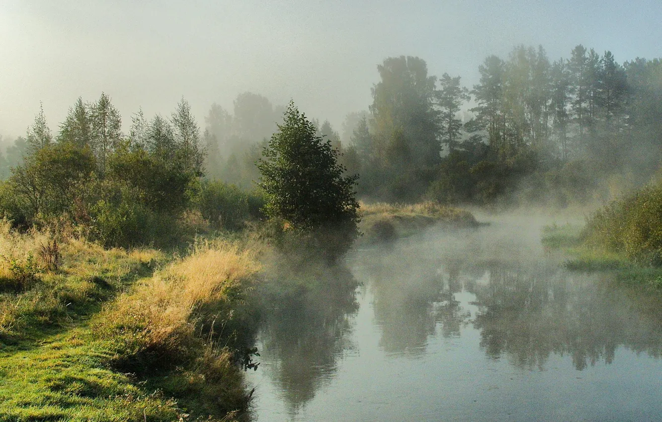 Photo wallpaper forest, the sky, grass, clouds, trees, landscape, nature, fog