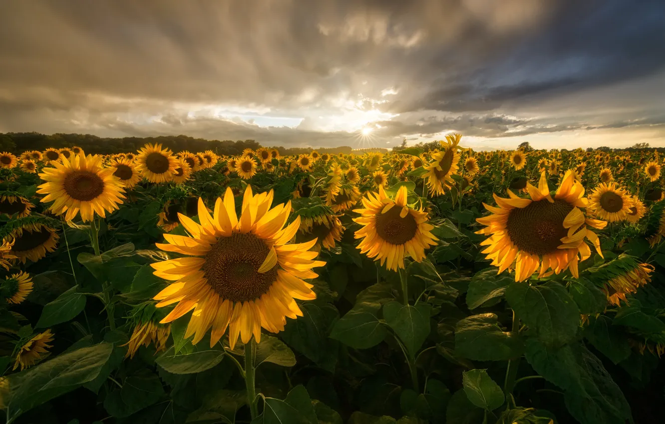 Photo wallpaper field, summer, the sun, clouds, light, sunflowers
