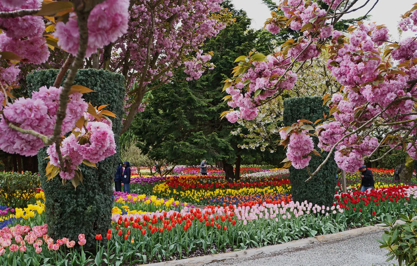 Photo wallpaper flowers, Park, Nature, colors, spring, nature, park, spring