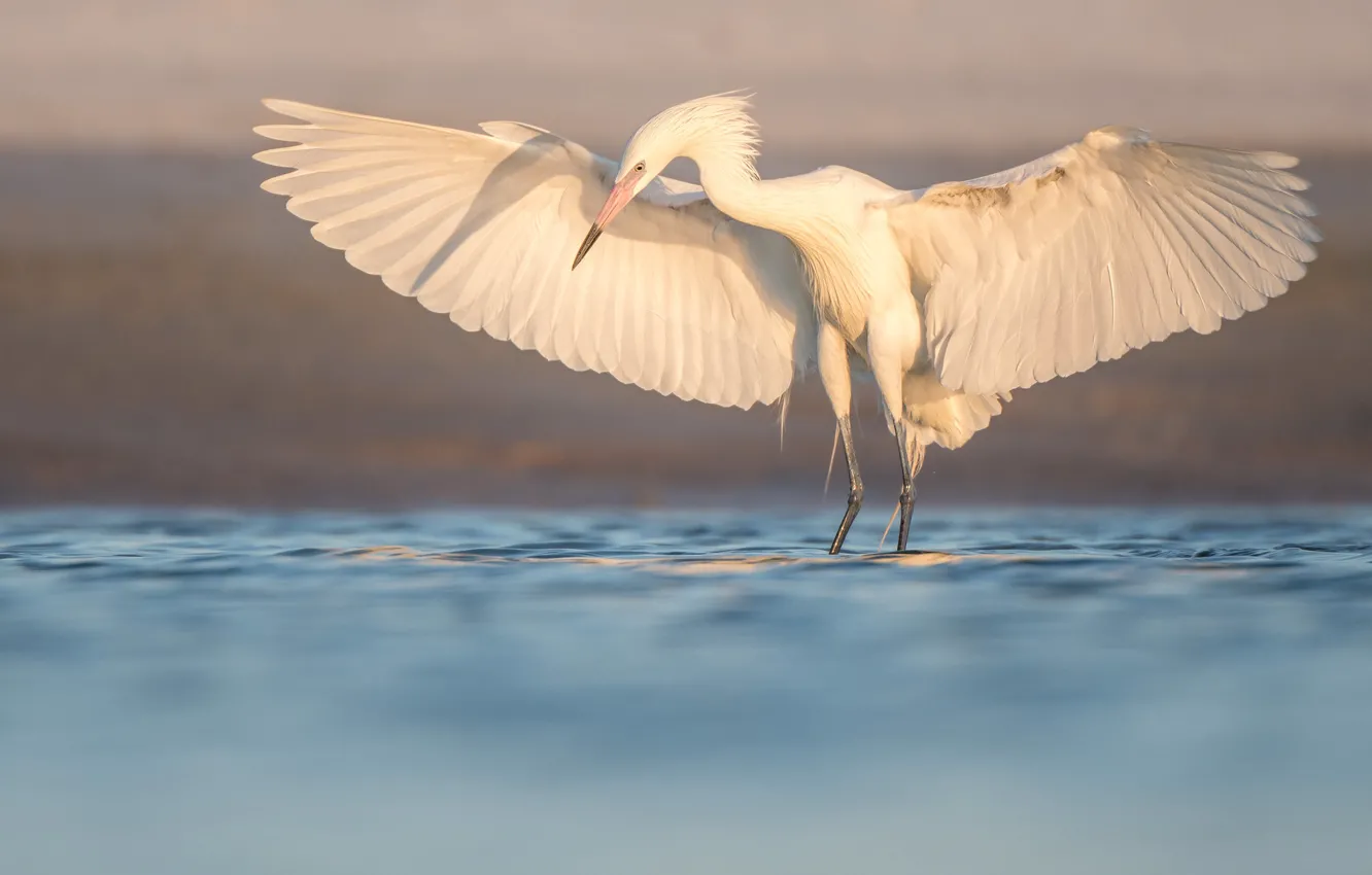 Photo wallpaper white, pose, Heron, wings, shore, pond, the scope, bird