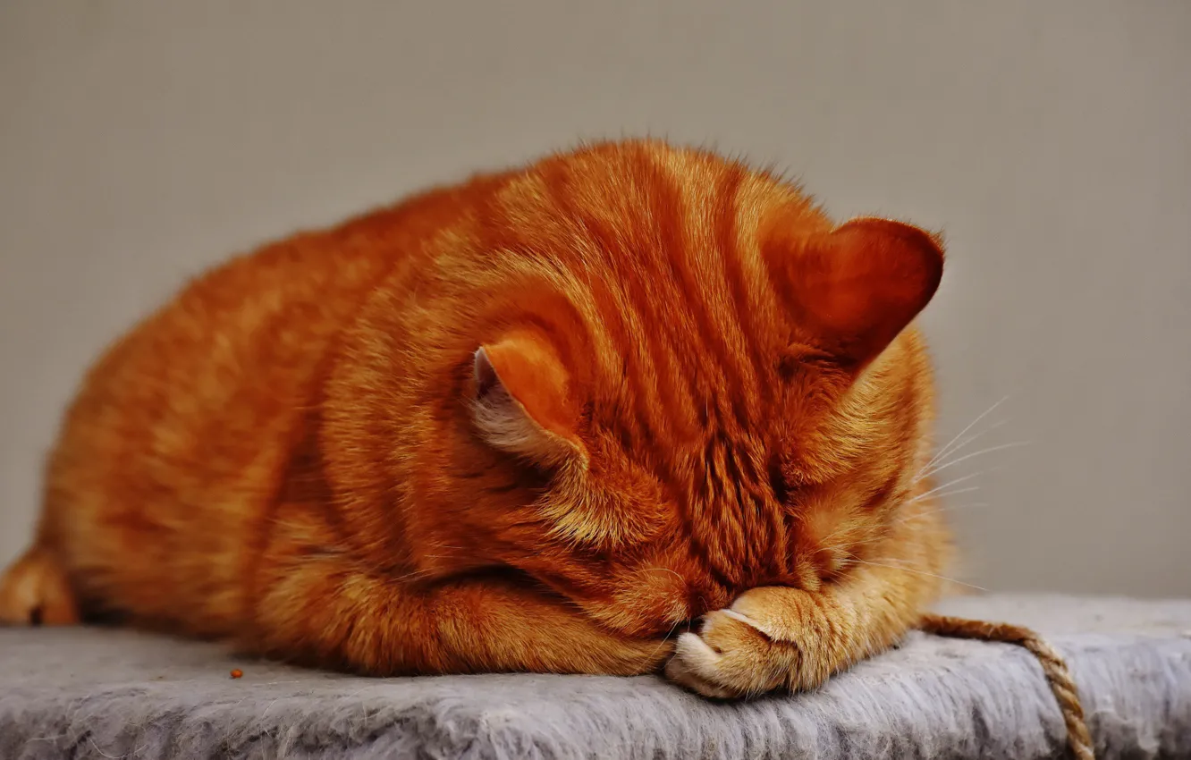 Photo wallpaper cat, sleeping, red, grey background