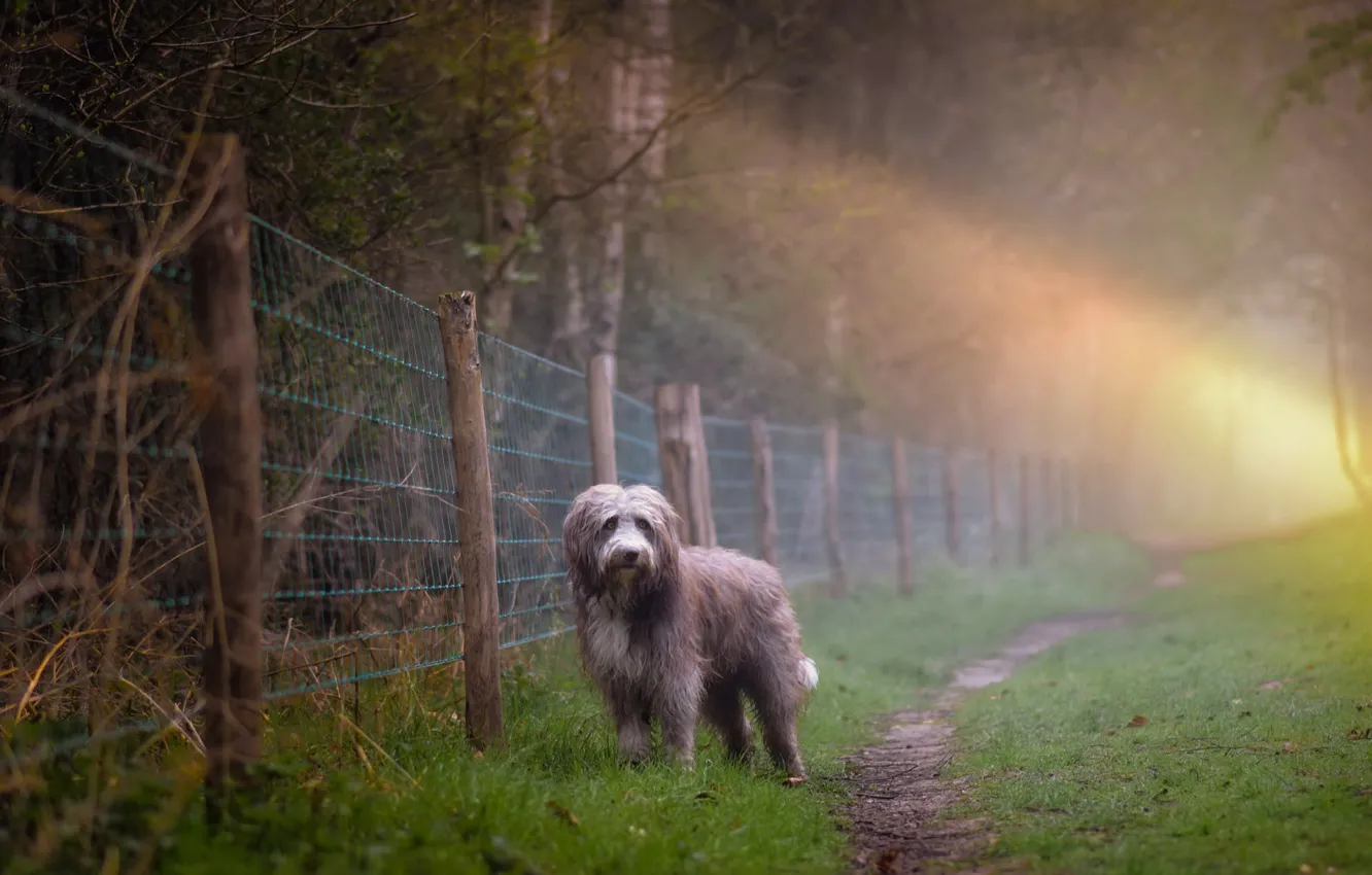 Photo wallpaper fog, dog, morning