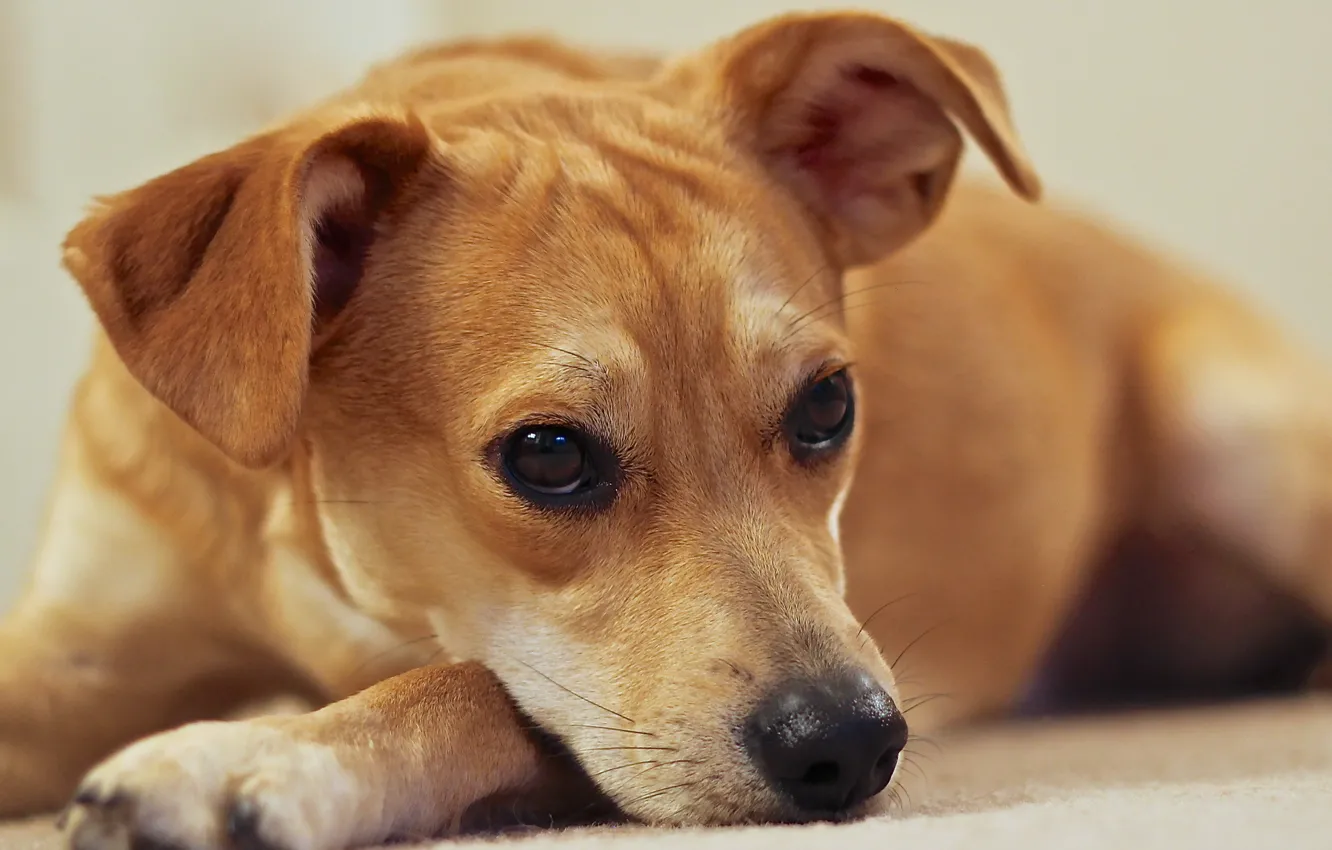 Photo wallpaper look, each, dog