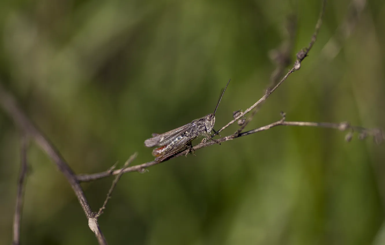 Photo wallpaper summer, look, grasshopper, dry grass