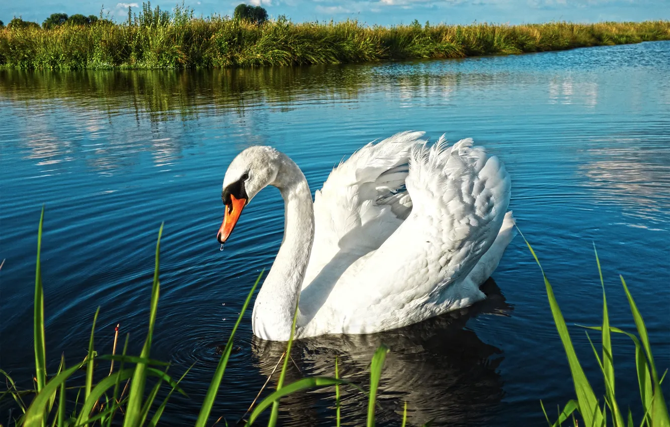 Photo wallpaper swan, river, landscape, lake