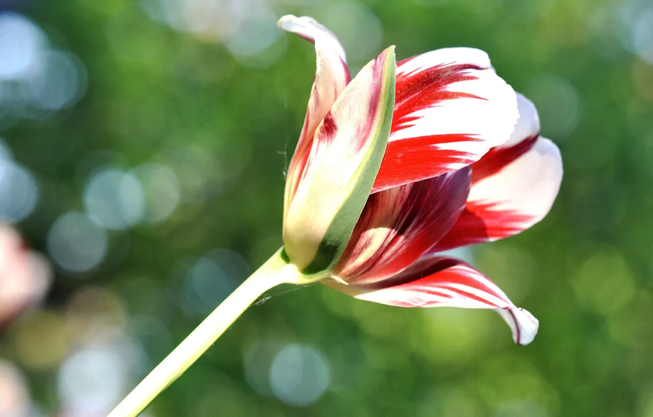Photo wallpaper nature, petals, tulips