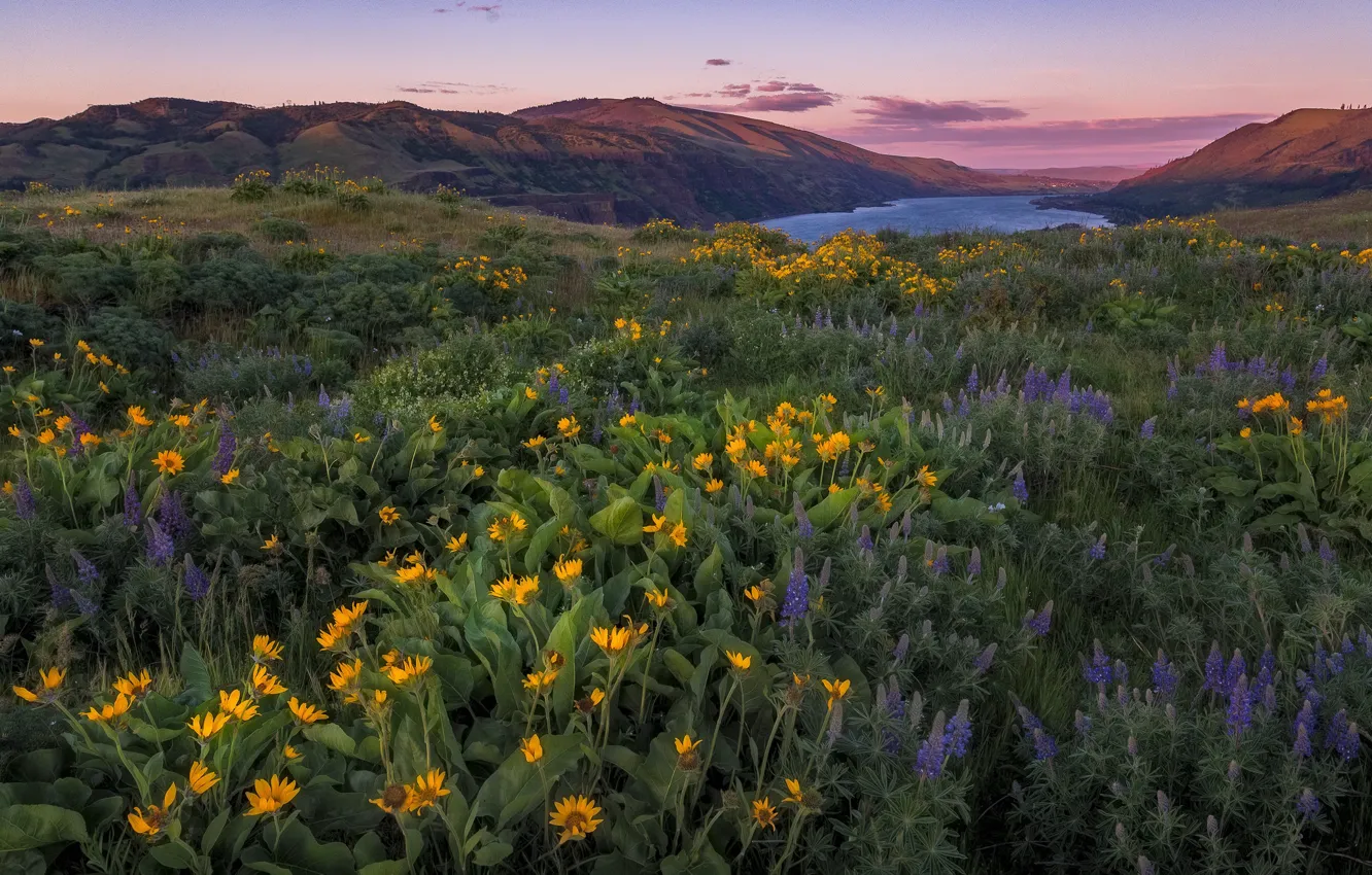 Photo wallpaper flowers, mountains, river, meadow, Oregon, Oregon, Columbia River, lupins