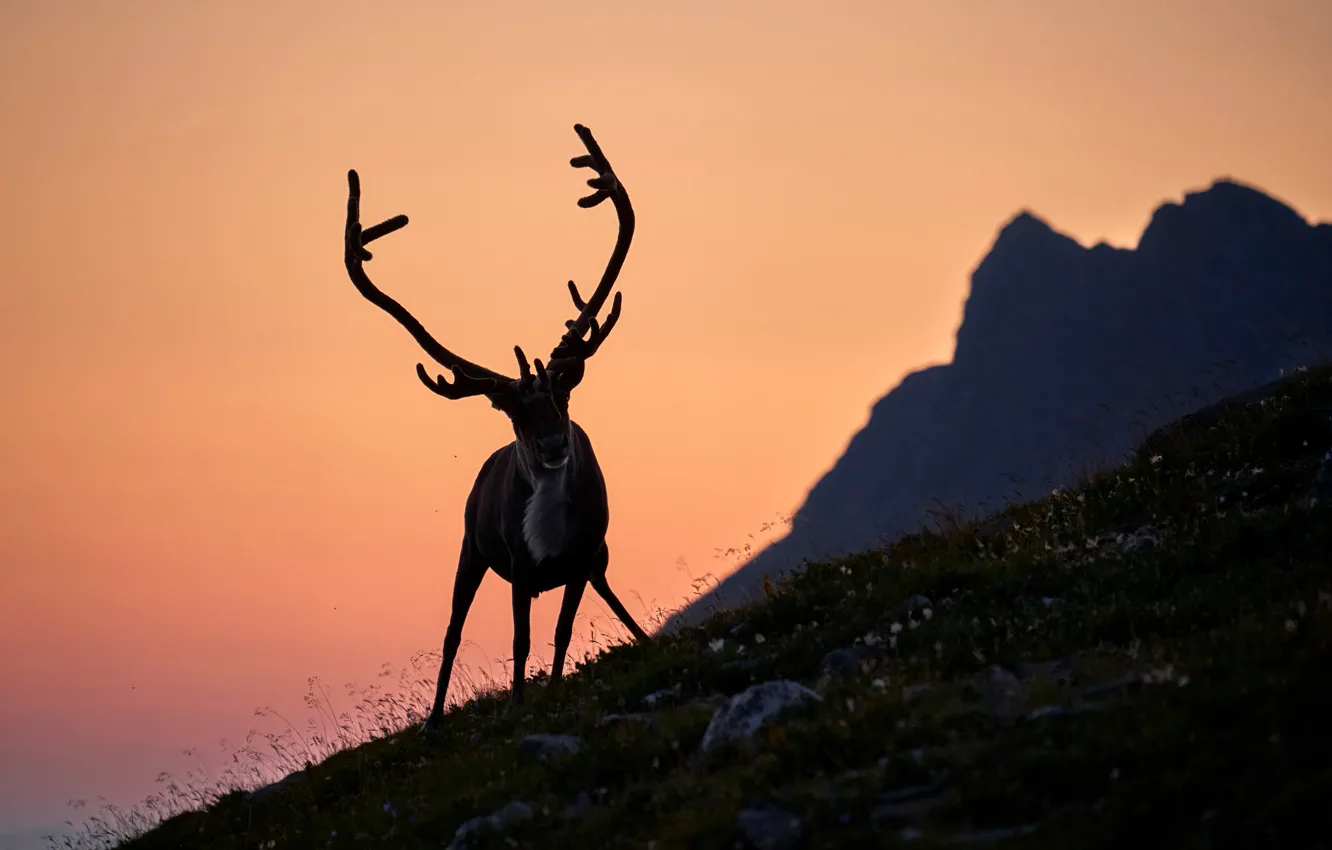 Photo wallpaper the evening, deer, horns