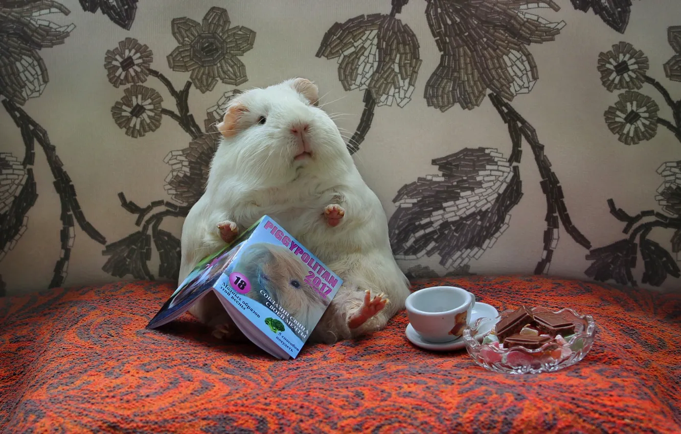 Photo wallpaper animal, humor, spring, may, sweets, journal, composition, Guinea pigs