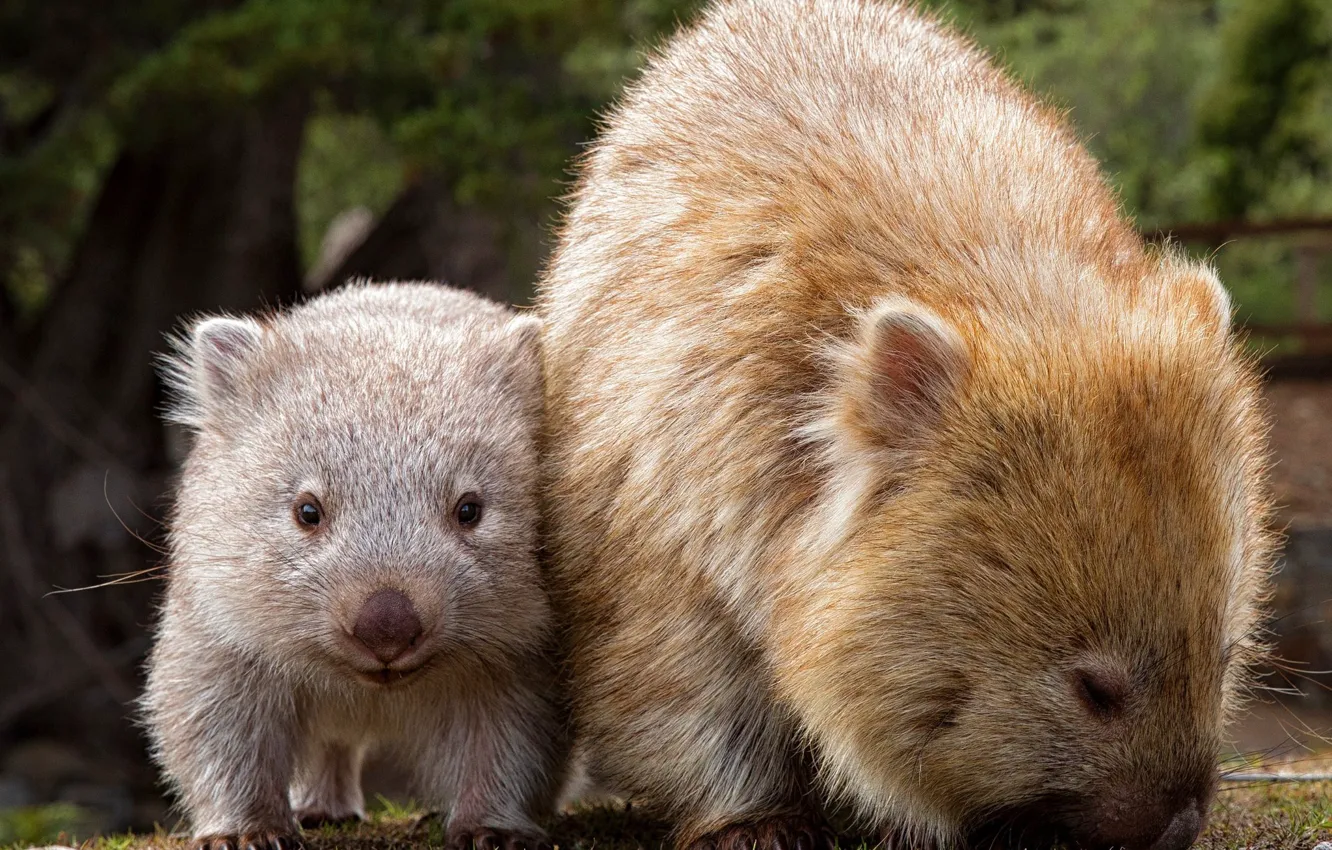 Photo wallpaper Australia, two, pussy, Chord, mammal, marsupials, wombat, mom and baby