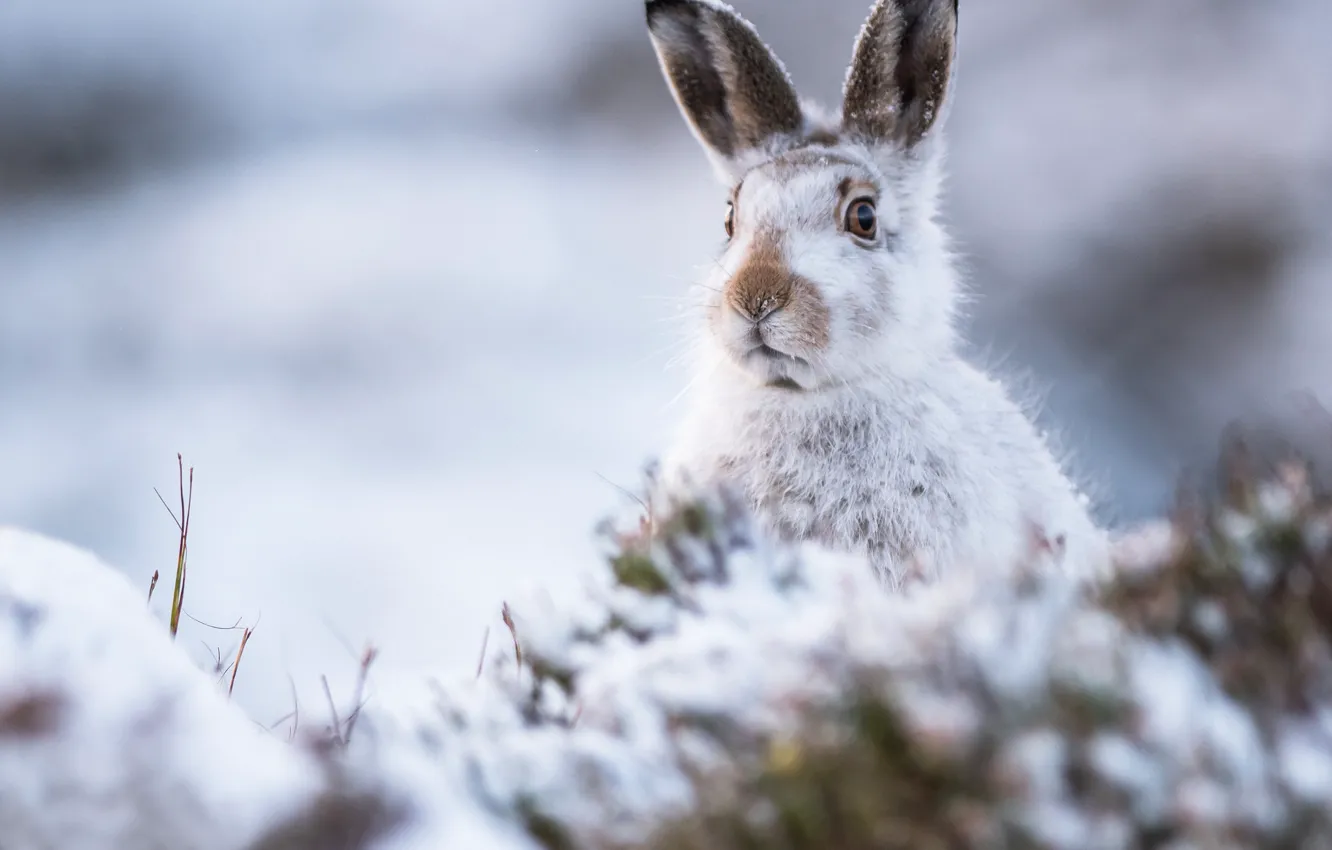 Photo wallpaper winter, look, hare, muzzle, ears, bokeh