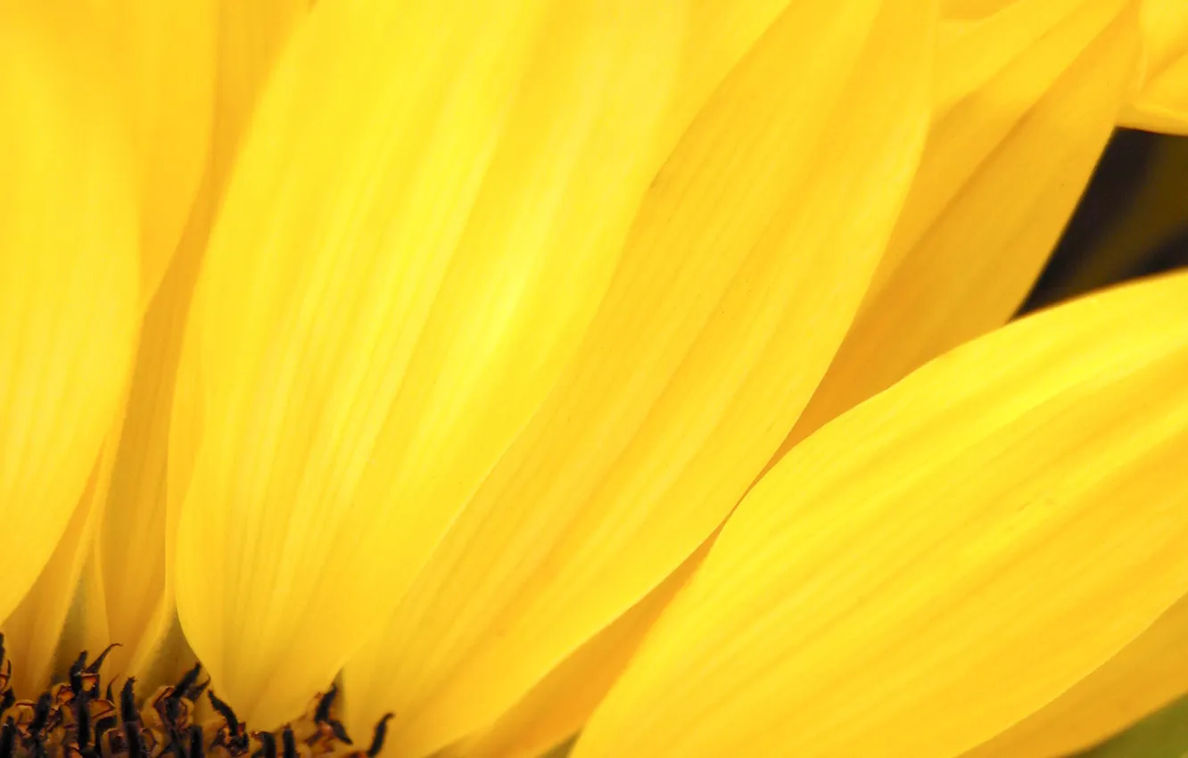 Photo wallpaper macro, sunflowers, flowers, yellow, petals