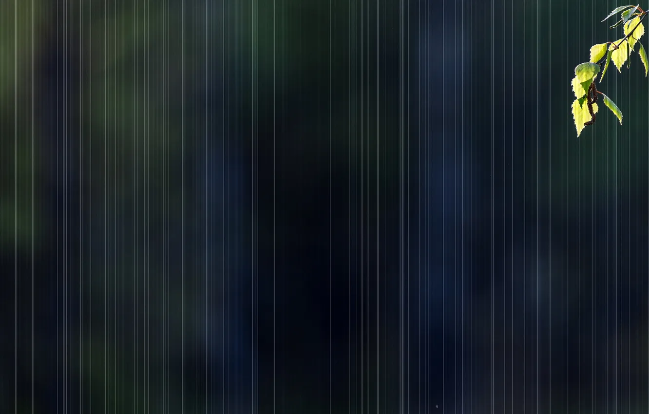 Photo wallpaper leaves, branches, background