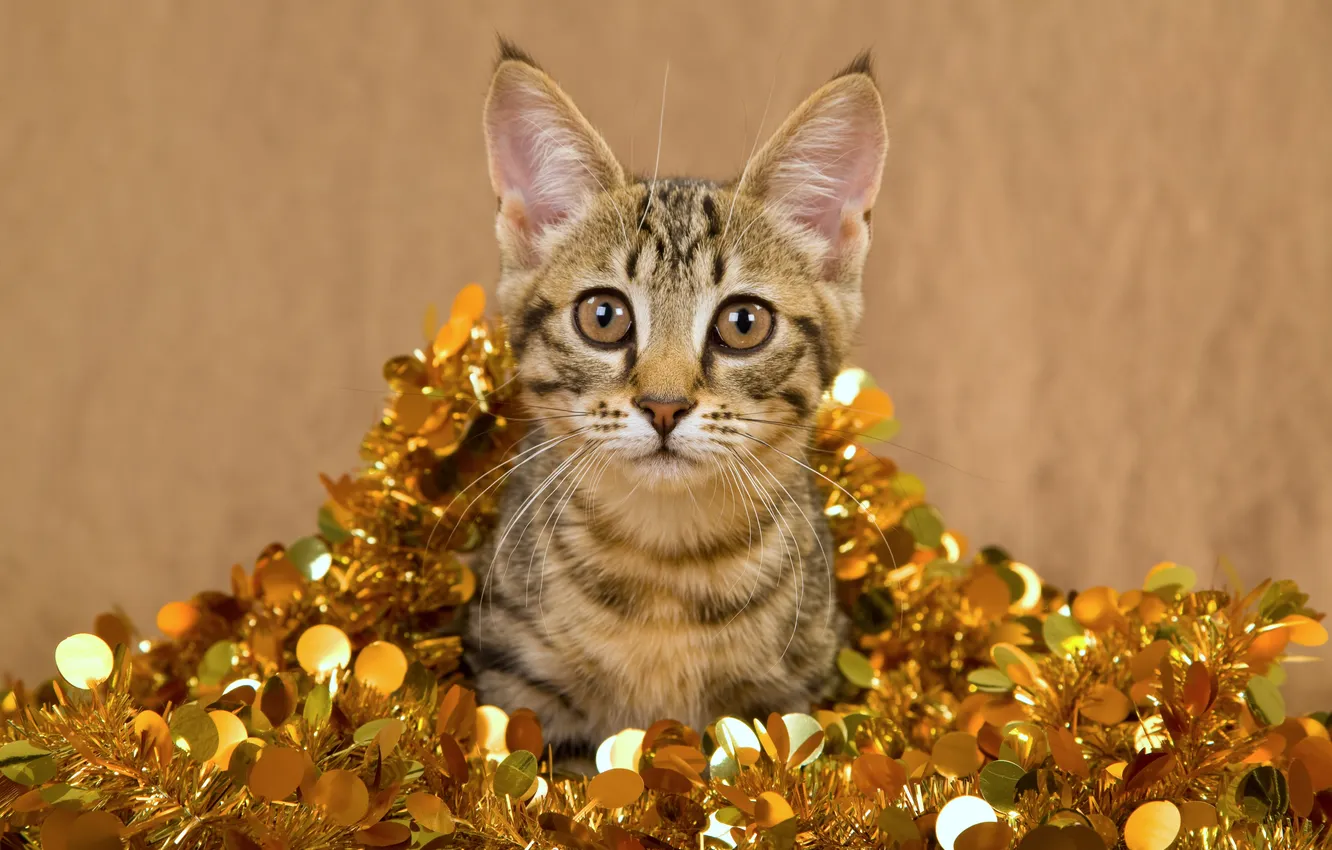 Photo wallpaper look, tinsel, Goldberry