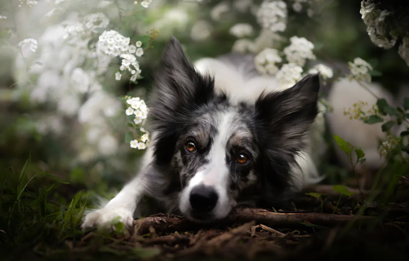 Photo wallpaper look, face, flowers, dog, The border collie
