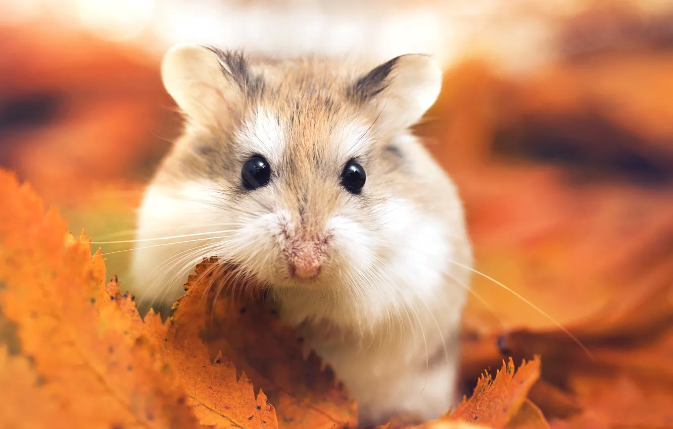 Photo wallpaper autumn, leaves, macro, hamster, by Thunderi