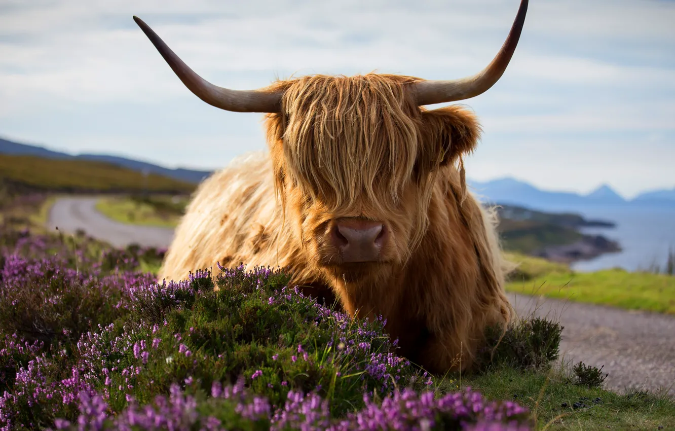 Photo wallpaper road, face, flowers, nature, shore, portrait, wool, lies