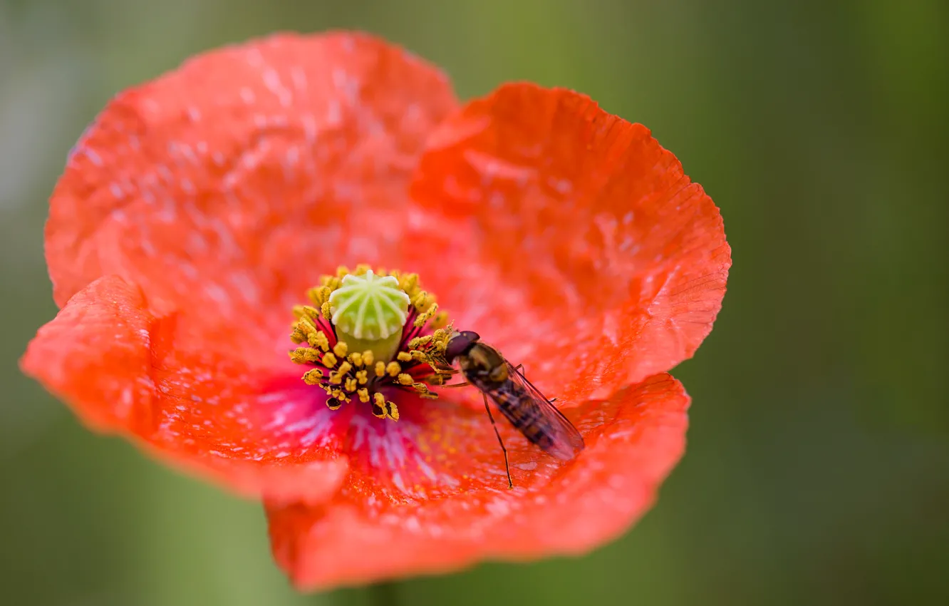 Photo wallpaper flowers, Mac, petals, insect