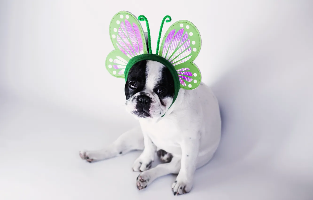 Photo wallpaper butterfly, dog, cute, dog, fun, funny, cute