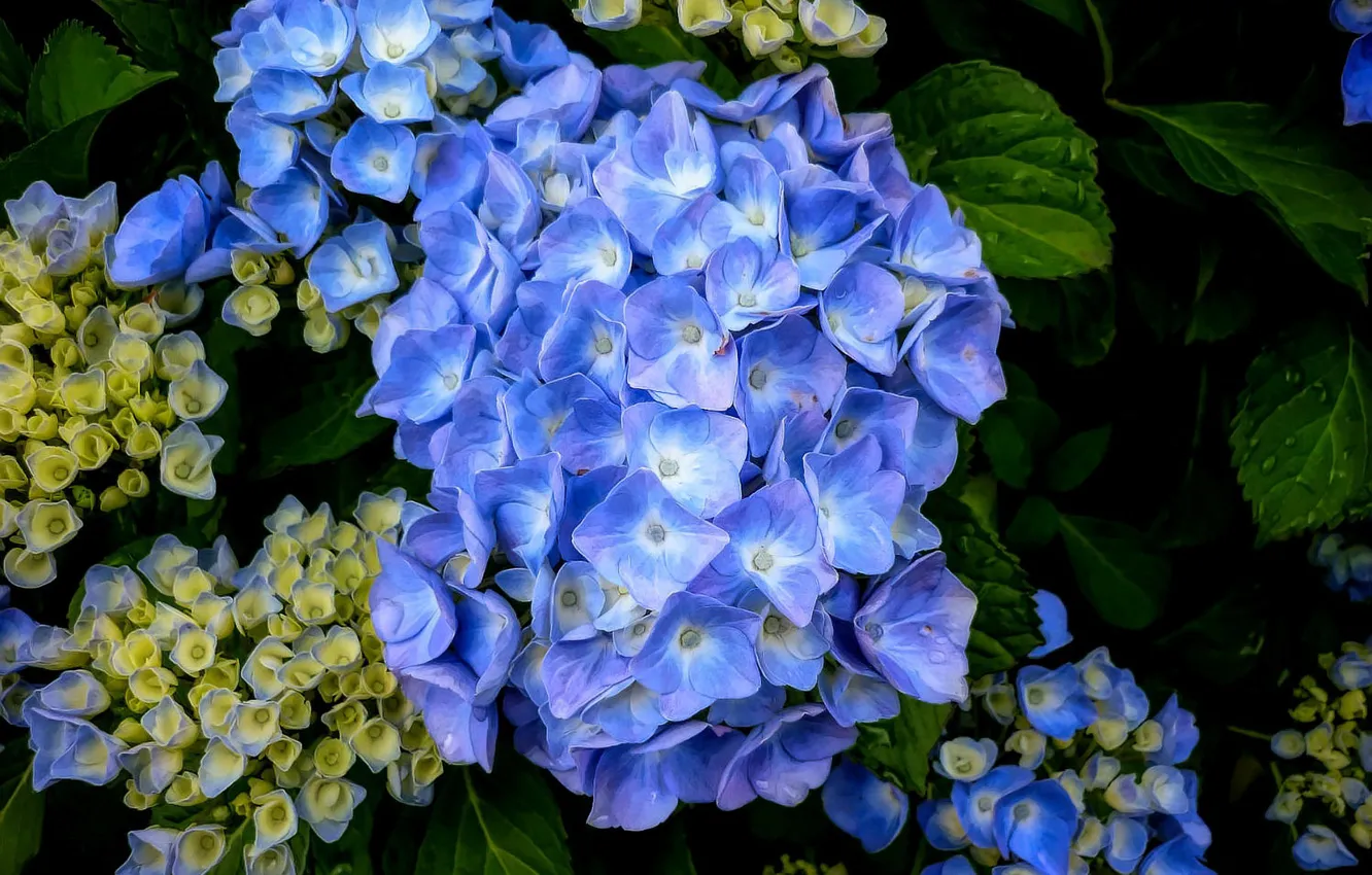Photo wallpaper flowers, blue, the bushes, hydrangea