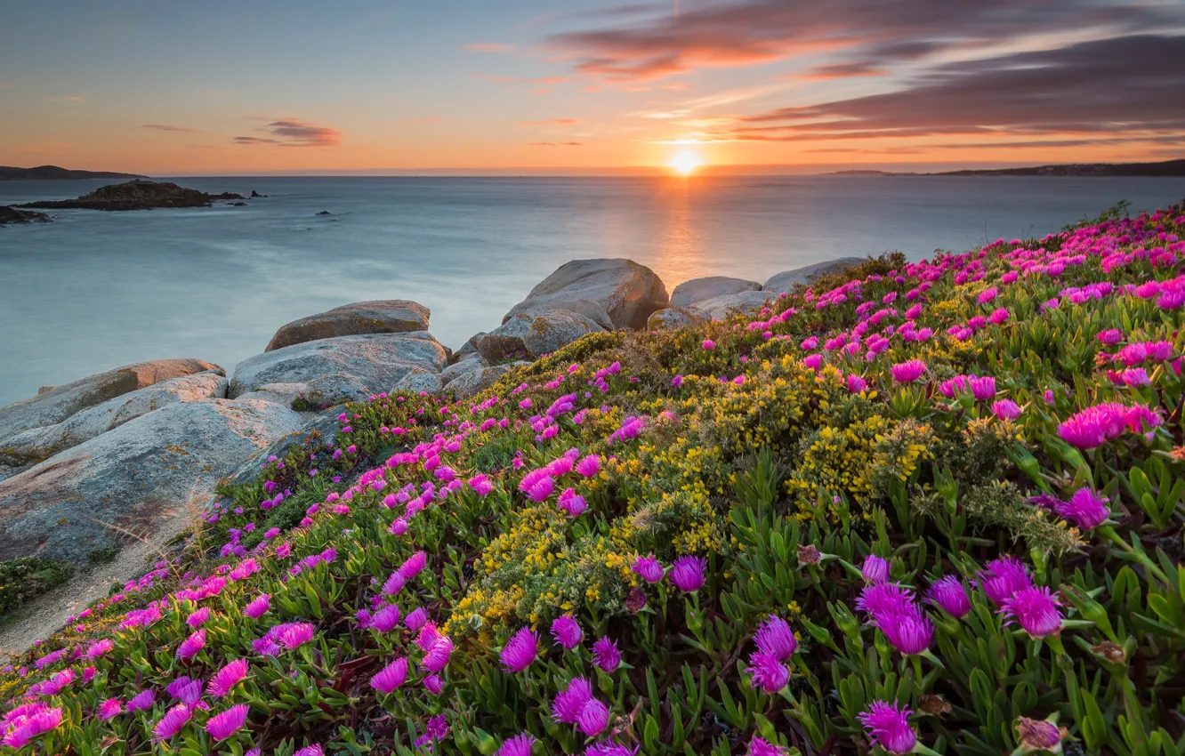 Photo wallpaper sea, the sky, clouds, sunset, flowers, stones, dawn, shore