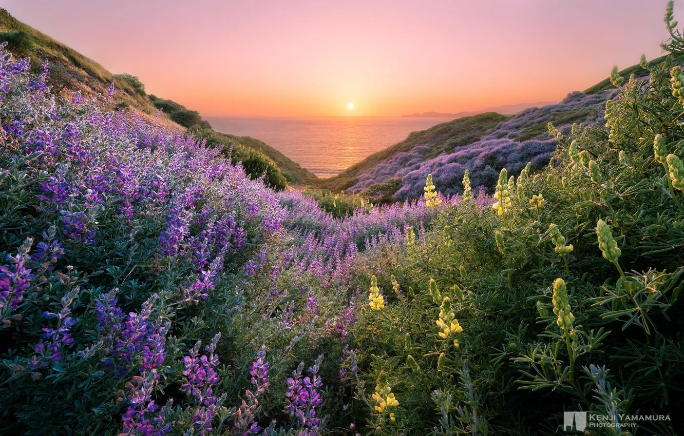 Photo wallpaper sea, the sun, sunset, flowers, hills, beautiful, photographer, Kenji Yamamura