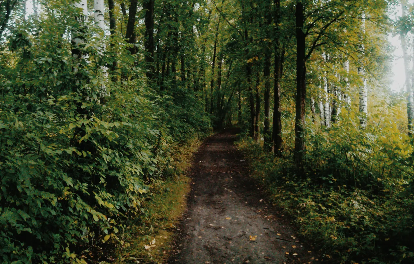 Photo wallpaper autumn, forest, trail