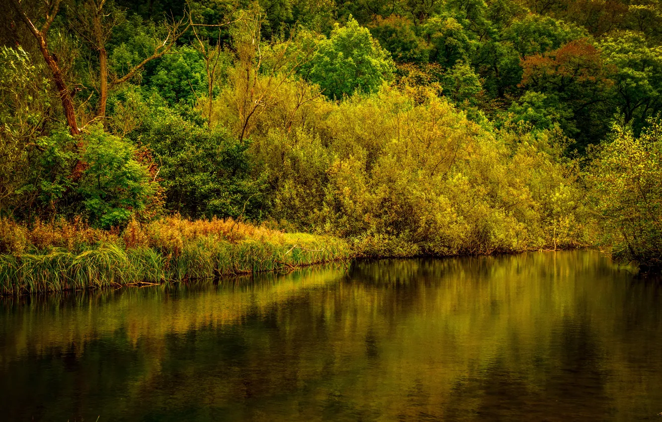Photo wallpaper autumn, forest, trees, river, UK, Derbyshire