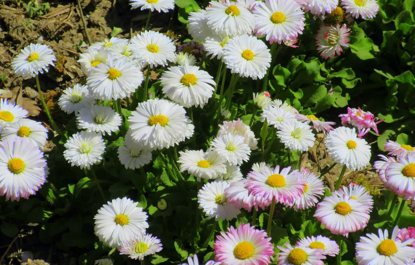 Photo wallpaper Daisy, spring 2018, Meduzanol ©