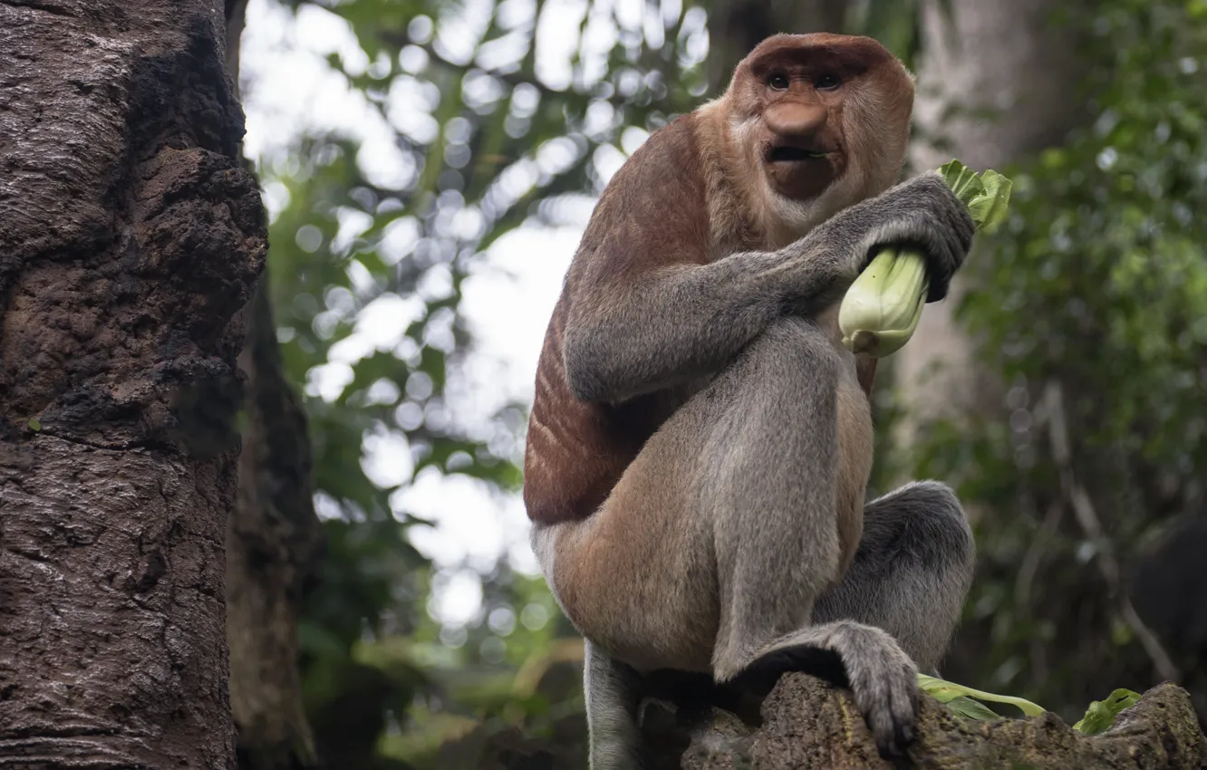 Photo wallpaper trees, nature, monkey, cabbage, meal, nosey