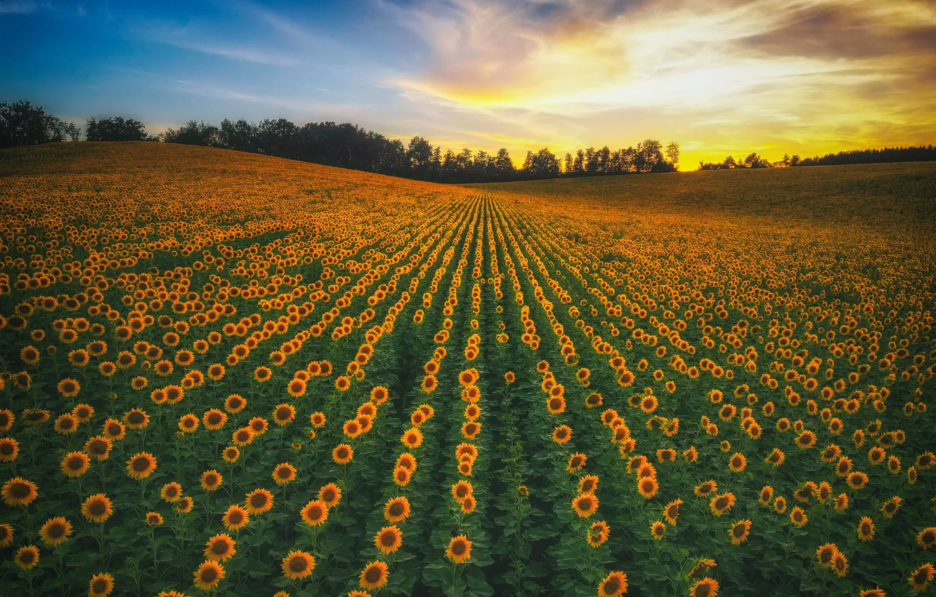 Photo wallpaper field, forest, summer, sunflowers, sunset, flowers, a number, plantation