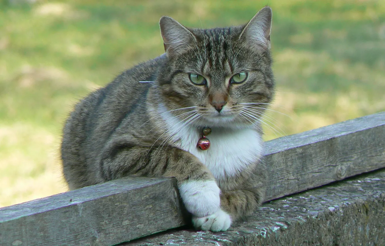 Photo wallpaper looking at the camera, bell, tabby cat