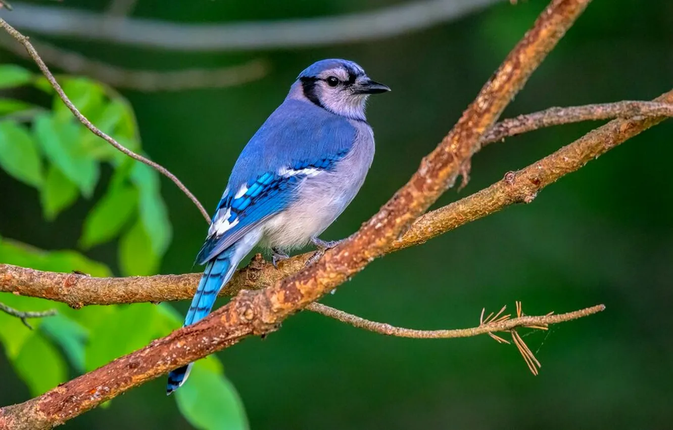 Photo wallpaper bright color, beautiful, bird, branches, microsemi