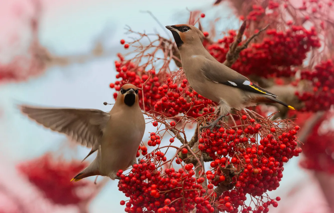 Photo wallpaper branches, red, berries, bird, two, fruit, pair, Rowan