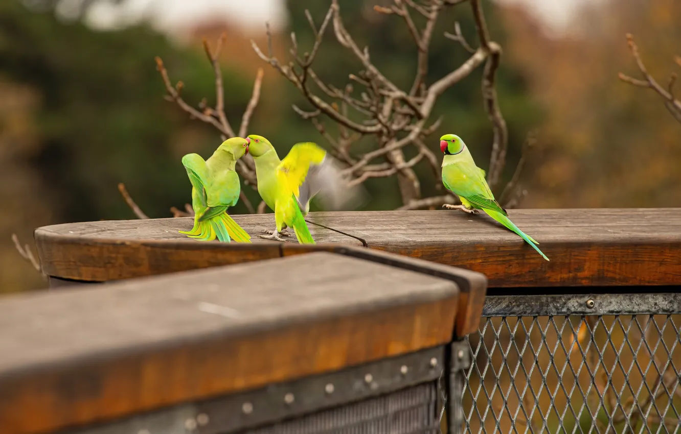 Photo wallpaper bird, parrot, flock