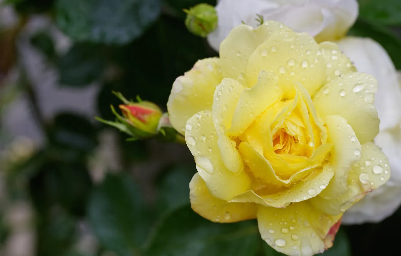 Photo wallpaper drops, yellow, roses