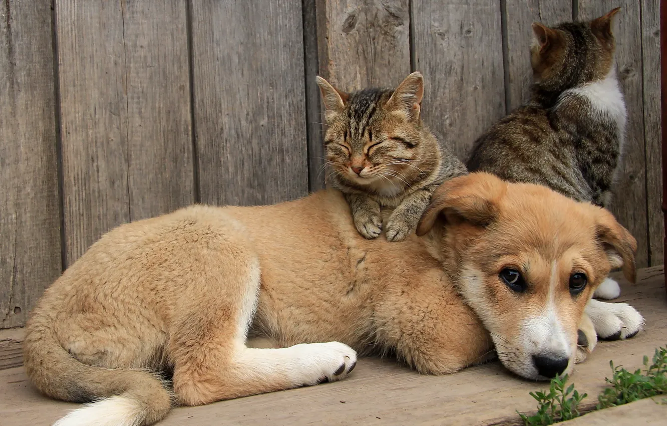Photo wallpaper cats, dog, friends