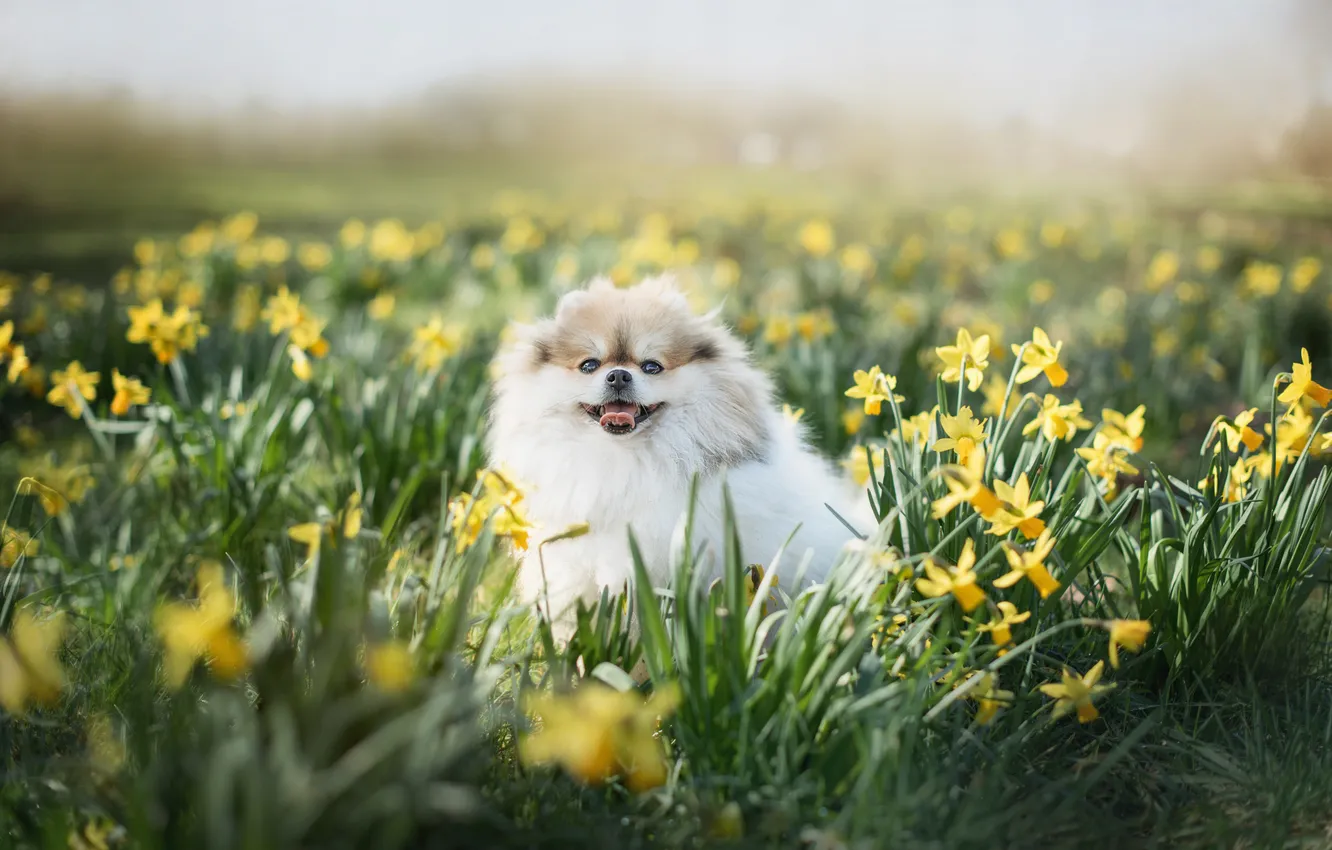 Photo wallpaper look, pose, dog, face, Spitz