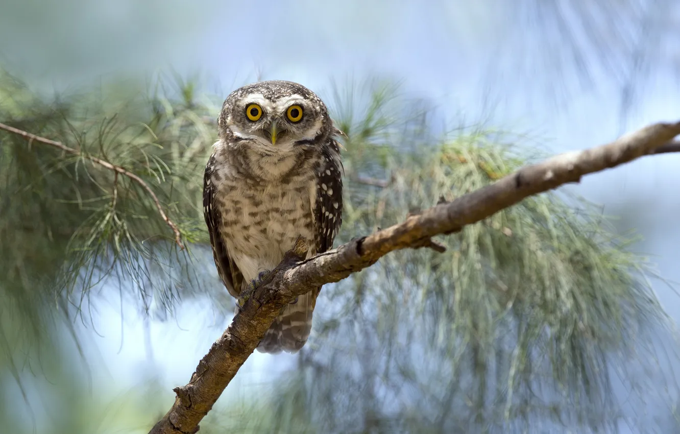 Photo wallpaper eyes, branches, owl, wildlife
