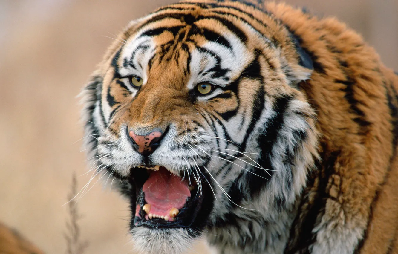 Photo wallpaper face, tiger, predator, Siberian