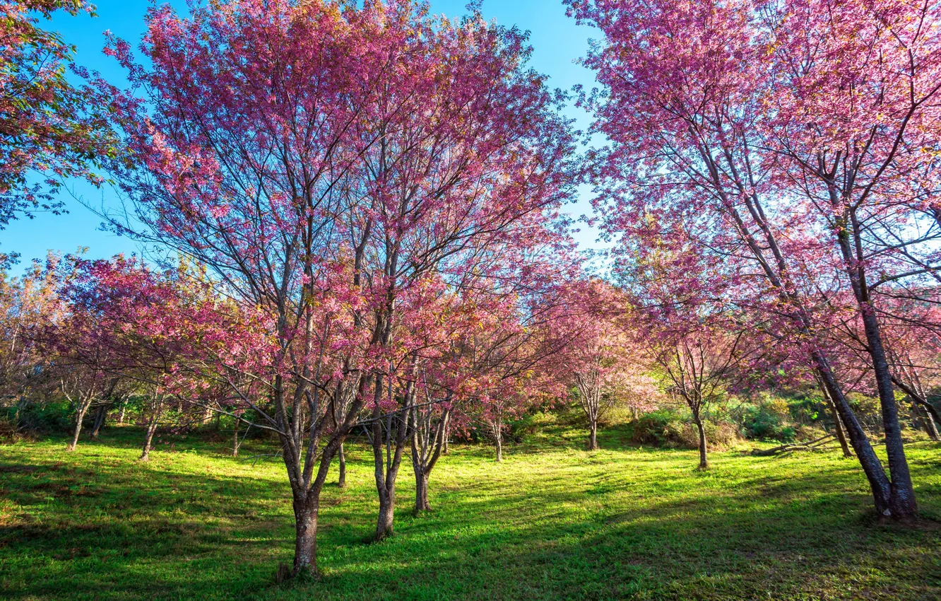 Photo wallpaper trees, branches, Park, spring, Sakura, flowering, nature, pink